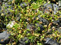 Sagina maritima 3, Zeevetmuur, Saxifraga-Rutger Barendse