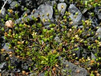 Sagina maritima 4, Zeevetmuur, Saxifraga-Rutger Barendse