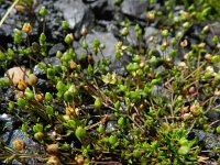 Sagina maritima 5, Zeevetmuur, Saxifraga-Rutger Barendse
