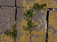 Sagina maritima 6, Zeevetmuur, Saxifraga-Ed Stikvoort