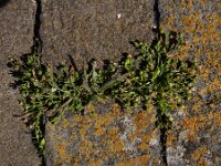 Sagina maritima 7, Zeevetmuur, Saxifraga-Ed Stikvoort