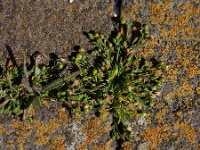 Sagina maritima 8, Zeevetmuur, Saxifraga-Ed Stikvoort