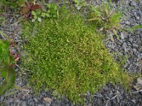 Sagina procumbens 10, Liggende vetmuur, Saxifraga-Ed Stikvoort : Quilty