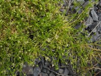 Sagina procumbens 11, Liggende vetmuur, Saxifraga-Ed Stikvoort : Quilty