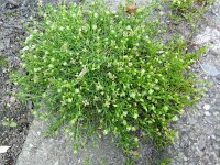 Sagina procumbens 5, Liggende vetmuur, Saxifraga-Rutger Barendse