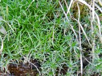 Sagina procumbens 6, Liggende vetmuur, Saxifraga-Rutger Barendse