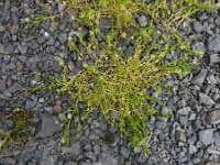 Sagina procumbens 9, Liggende vetmuur, Saxifraga-Ed Stikvoort : Quilty