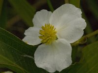 Sagittaria latifolia 5, Breed pijlkruid, Saxifraga-Jan van der Straaten