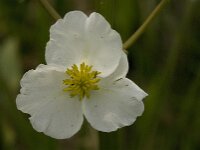 Sagittaria latifolia 6, Breed pijlkruid, Saxifraga-Jan van der Straaten