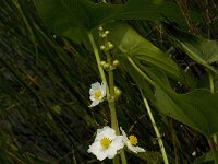 Sagittaria latifolia 9, Breed pijlkruid, Saxifraga-Jan van der Straaten