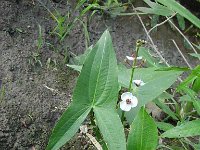 Sagittaria sagittifolia 1, Pijlkruid, Saxifraga-Jasenka Topic
