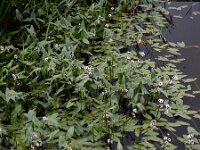 Sagittaria sagittifolia 26, Pijlkruid, Saxifraga-Ed Stikvoort