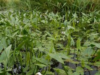 Sagittaria sagittifolia 28, Pijlkruid, Saxifraga-Ed Stikvoort