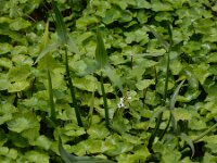 Sagittaria sagittifolia 29, Pijlkruid, Saxifraga-Ed Stikvoort