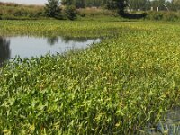 Sagittaria sagittifolia 3, Pijlkruid, Saxifraga-Rutger Barendse