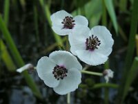Sagittaria sagittifolia 36, Pijlkruid, Saxifraga-Ed Stikvoort