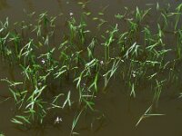 Sagittaria sagittifolia 37, Pijlkruid, Saxifraga-Ed Stikvoort