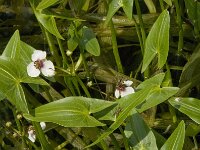 Sagittaria sagittifolia 5, Pijlkruid, Saxifraga-Jan van der Straaten