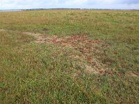 Salicornia europaea 23, Kortarige zeekraal, Saxifraga-Hans Boll