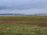 Salicornia europaea 25, Kortarige zeekraal, Saxifraga-Hans Boll