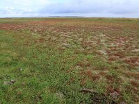 Salicornia europaea 26, Kortarige zeekraal, Saxifraga-Hans Boll