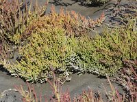 Salicornia europaea 6, Kortarige zeekraal, Saxifraga-Peter Meininger