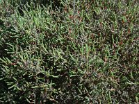 Salicornia fruticosa 1, Saxifraga-Jan van der Straaten