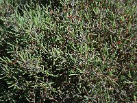 Salicornia fruticosa