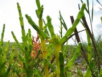 Salicornia procumbens 1, Langarige zeekraal, Saxifraga-Rutger Barendse