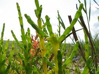 Salicornia procumbens