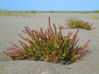 Salicornia procumbens 19, Langarige zeekraal, Saxifraga-Ed Stikvoort