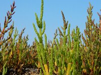 Salicornia procumbens 21, Langarige zeekraal, Saxifraga-Ed Stikvoort