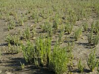 Salicornia procumbens 5, Langarige zeekraal, Saxifraga-Jan van der Straaten