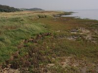 Salicornia procumbens 8, Langarige zeekraal, Saxifraga-Hans Boll