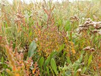 Salicornia pusilla 1, Eenbloemige zeekraal, Saxifraga-Peter Meininger
