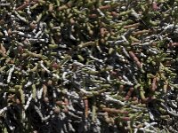 Salicornia ramosissima 2, Saxifraga-Willem van Kruijsbergen