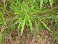 Salix alba 1, Schietwilg, Saxifraga-Peter Meininger