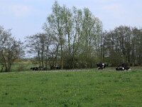 Salix alba 10, Schietwilg, Saxifraga-Hans Boll