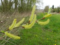 Salix alba 11, Schietwilg, Saxifraga-Rutger Barendse