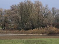 Salix alba 15, Schietwilg, Saxifraga-Hans Boll