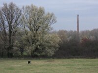 Salix alba 16, Schietwilg, Saxifraga-Hans Boll