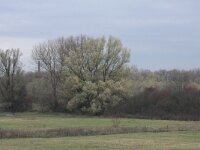 Salix alba 17, Schietwilg, Saxifraga-Hans Boll