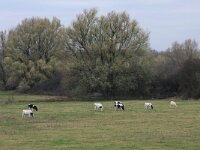 Salix alba 18, Schietwilg, Saxifraga-Hans Boll
