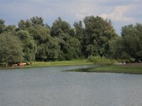 Salix alba 19, Schietwilg, Saxifraga-Hans Boll