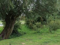 Salix alba 21, Schietwilg, Saxifraga-Hans Boll