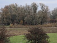 Salix alba 22, Schietwilg, Saxifraga-Hans Boll