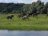 Salix alba 3, Schietwilg, Saxifraga-Hans Boll