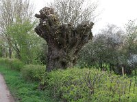 Salix alba 4, Schietwilg, Saxifraga-Hans Boll