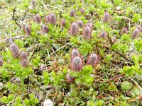 Salix alpina 1, Saxifraga-Rutger Barendse
