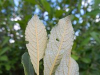 Salix atrocinerea 1, Rossige wilg, Saxifraga-Rutger Barendse